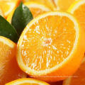 2021 Citrus Ready Export Premium New Crop Navel Orange